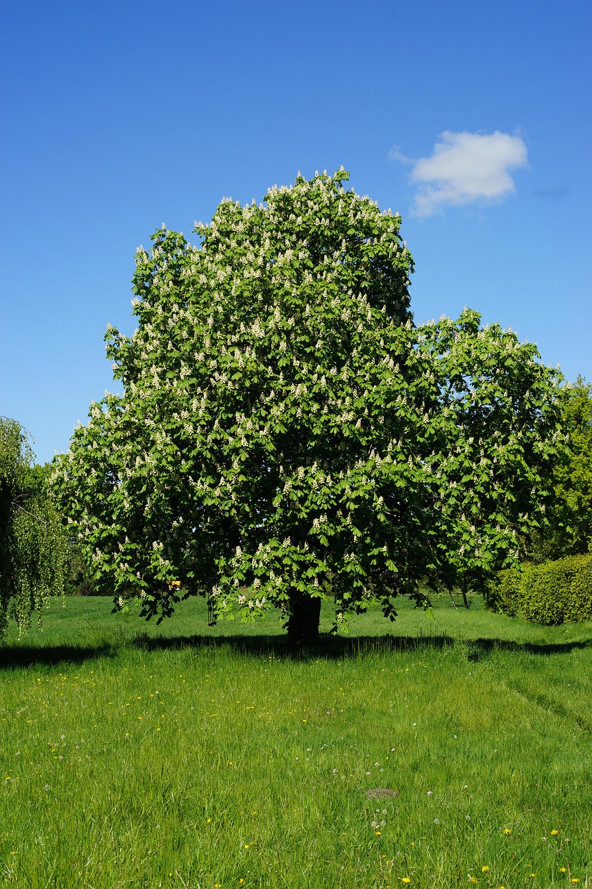 chestnut tree, pasture, blossoms, white, tender, nature, landscape, romantic, heaven, chestnut blossom, inflorescence, spring, plot